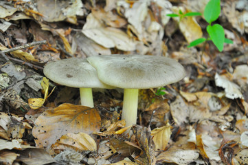 Beautiful gray mushroom in the forest. Common fungi in wet rainforest