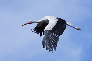 White stork (Ciconia ciconia)