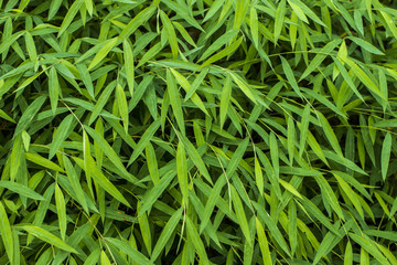 Electric green jungle greenery baby bamboo plants in fresh air ozone concept for healthy outdoor planting lifestyle.