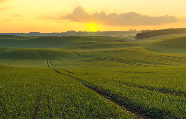 Fototapeta premium the sun rising over the fiefs of young green wheat