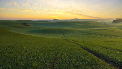 Fototapeta na wymiar the sun rising over the fiefs of young green wheat