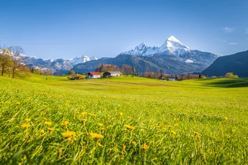 Poster de jardin Nature Idyllic mountain scenery in the Alps with blooming meadows in springtime