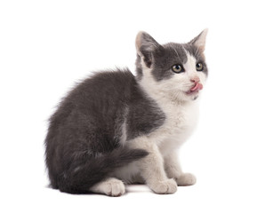 Beautiful small gray kitten isolated on white background