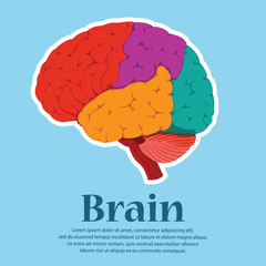 Brain colorful human for medical design. Vector, illustration