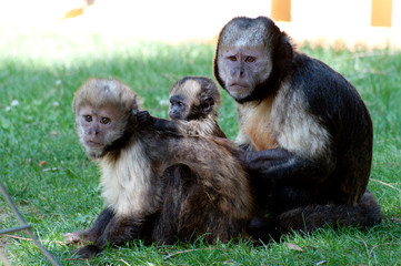 singe