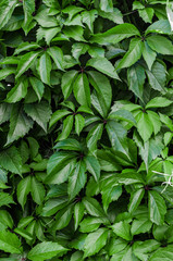 Fototapeta na wymiar Wall of green ivy leaves