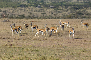 Thomson's Gazelle