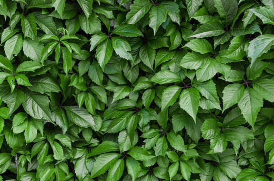 Wall of green ivy leaves