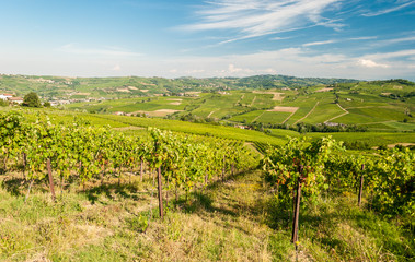 Fototapeta na wymiar Vineyards in the hills of Oltrepo' Pavese, near Pavia