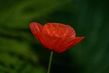 Red poppy