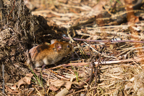 Rotelmaus Auf Nahrungsuche Im Wald Stock Photo And Royalty Free