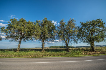 Fototapeta na wymiar Bäume in Krenglbach