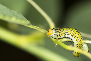Blattwespenraupe