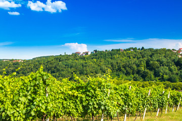 Fototapeta na wymiar Countryside landscape, vineyard in Daruvar region, Croatia 