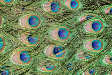 Fototapeta premium Close-up of colorful Peacock (Indian peafowl or blue peafowl (Pavo cristatus)) feathers.