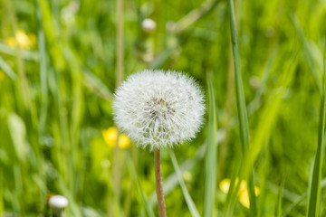 Macro photo of a dandelion against a background of grass