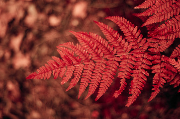 Nature fern as a background