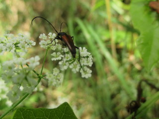 insecte sur fleur blanche