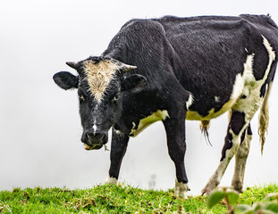 cow eating grass - 164493256