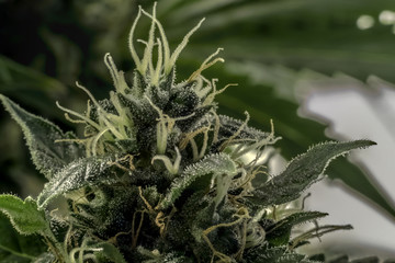 Naklejka na ściany i meble Marihuana Cannabis Macro