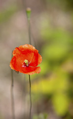 Obraz premium poppy