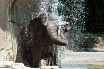 la douche de l'éléphant