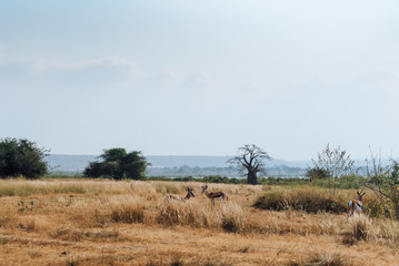 Fototapeta na wymiar Angolan Antelope