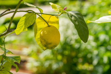 closeup of a lemon tree