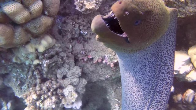 Giant Moray Eel swims over a coral reef - Abu Dabbab, Marsa Alam, Red Sea, Egypt, Africa
