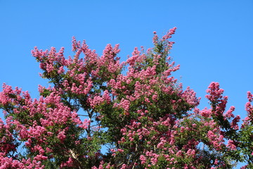 Blooming lagerstroemia indica