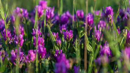 Naklejka premium Purple little flowers under sunlight closeup