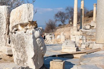 Cat on Roman stone columns  and altar ruins room in ephesus Archaeological site in turkey
