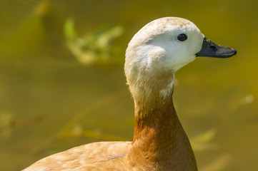 closeup of red duck