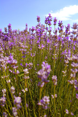 Obraz premium Lavender bushes closeup on sunset. Purple flowers of lavender close up. Provence Ontario, Canada, Prince Edward Country.