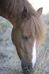 Obraz premium Cheval