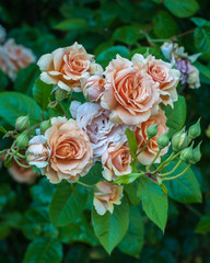 Roses