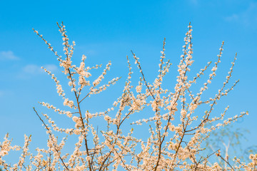 kwitnące drzewa wiosną © Mariusz_arts