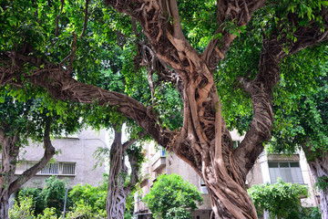Huge trees of ficus on the street in Tel Aviv.