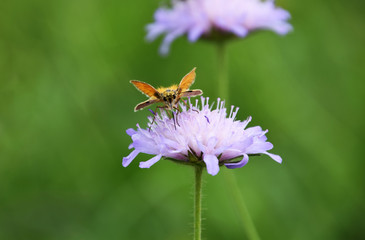 Butterfly on purple wildflower