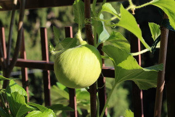 honeydew melon growing on the balcony
