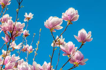 Fototapeta premium kwitnąca magnolia na niebieskim tle