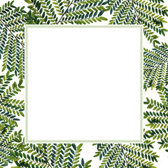 Wildflower green leaves frame in a watercolor style. Full name of the plant: green leaves. Aquarelle wild flower for background, texture, wrapper pattern, frame or border.