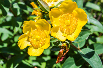 Yellow flower and leaves