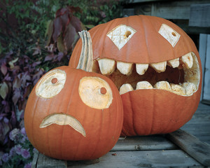 Freshly Carved Pumpkin Jack-o-lanterns for Halloween