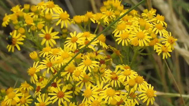 mouche sur une fleur