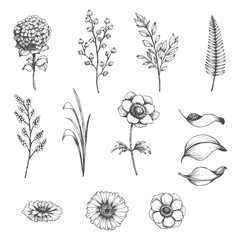 Vector collection of hand drawn plants. Botanical set of sketch flowers,  branches and leaves - 164497422
