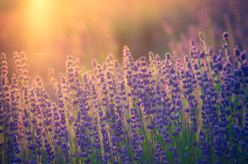 Naklejka premium Lavender flowers, blooming in sunlight