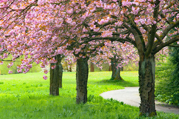 droga i różowo kwitnące drzewa owocowe trawa 