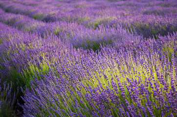 Fototapeta na wymiar Blooming lavender fields in Little Poland