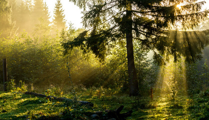 Rays of light at dawn in a coniferous forest